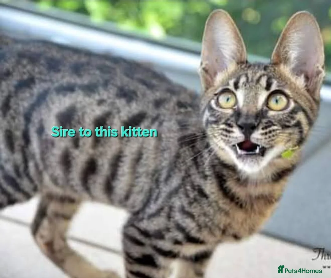 Savannah cats for sale: USA Elite Import F7 SBT - DRINKWATER VIPER F1 Stud - Advert 7