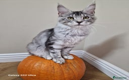 Maine Coon cats for sale: Pure maine coon - Image 19