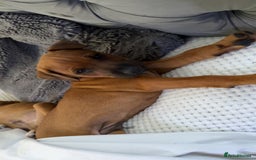 Mixed Breed dogs for sale: whippet mix - Image 10