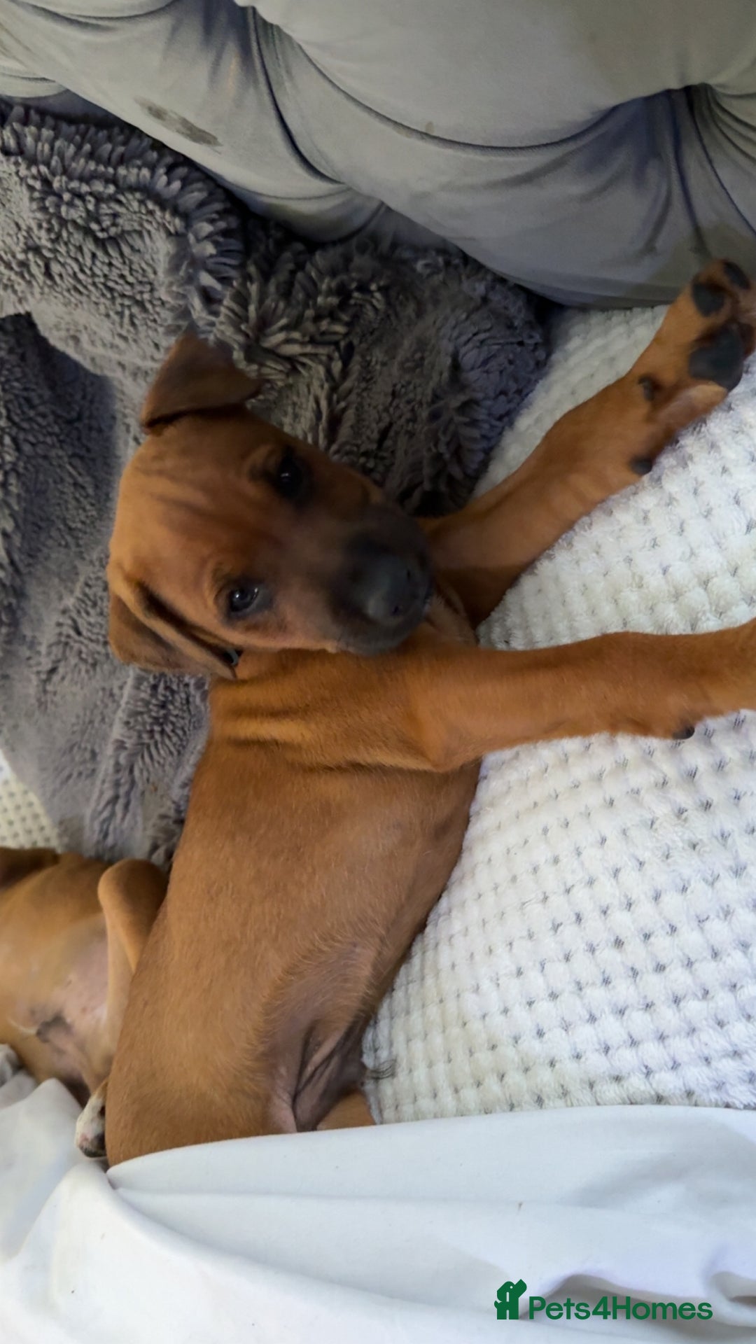 Mixed Breed dogs for sale: whippet mix - Image 10