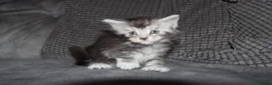Silver ticked tabby polydactyl girl