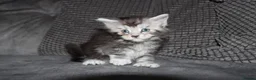 Maine Coon cats for sale: Gorgeous maine coon kittens (2 poly) - Advert 14
