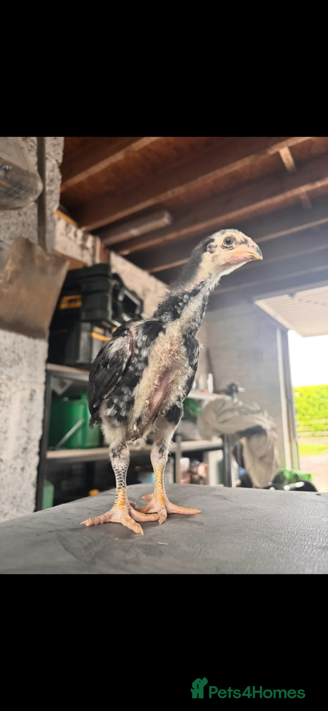 Chickens poultry for sale: Oshamo pullets & cockerels  - Advert 1