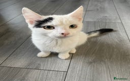 Domestic Shorthair cats for sale: White shorthair kitten  - Image 1