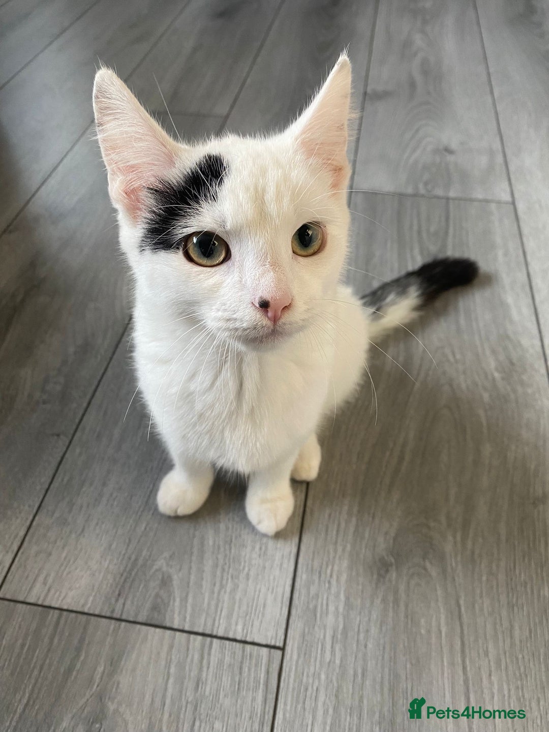Domestic Shorthair cats for sale: White shorthair kitten  - Image 1