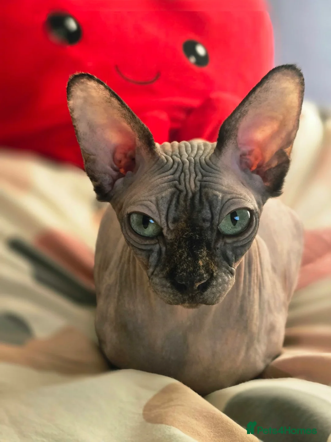 Sphynx cats for sale: Sphynx girls for sale  - Advert 2