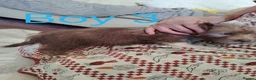 Norfolk Terrier dogs for sale: Norfolk Terrier Puppies  in Wellingborough - Advert 8