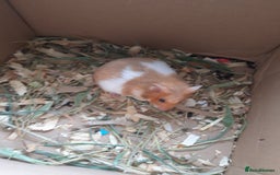 Hamster rodents for sale: Baby syrian hamsters long and short hair £12 each in Manchester - Image 17