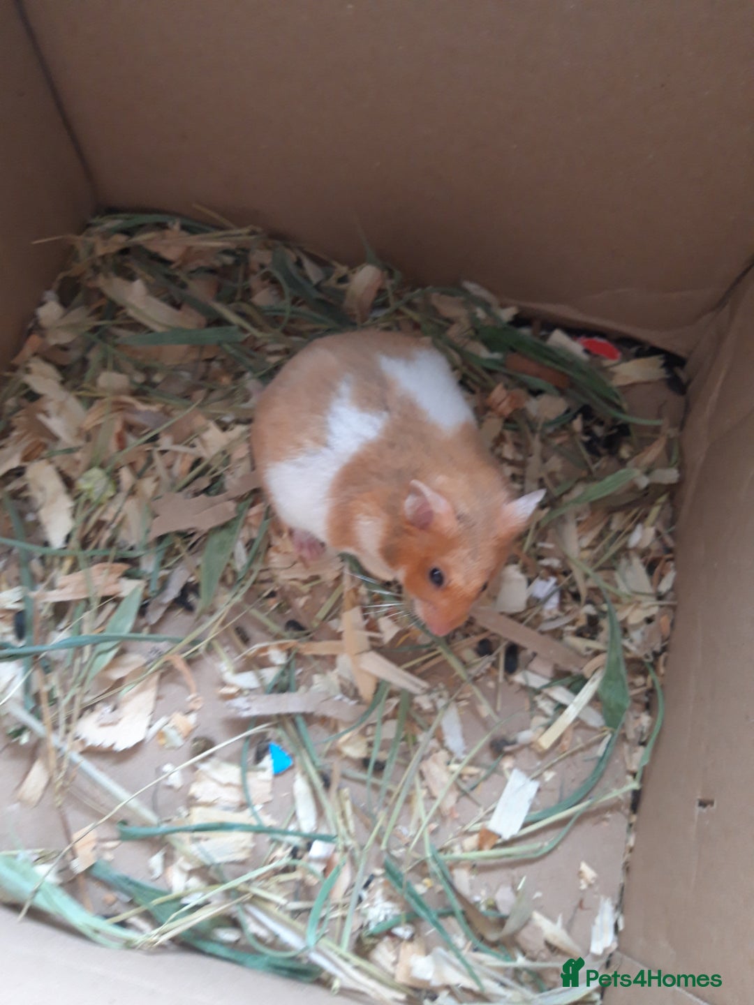 Hamster rodents for sale: Baby syrian hamsters long and short hair £12 each in Manchester - Image 17