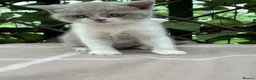 British Shorthair cats for sale: Lilac bi British shorthairs  - Advert 2