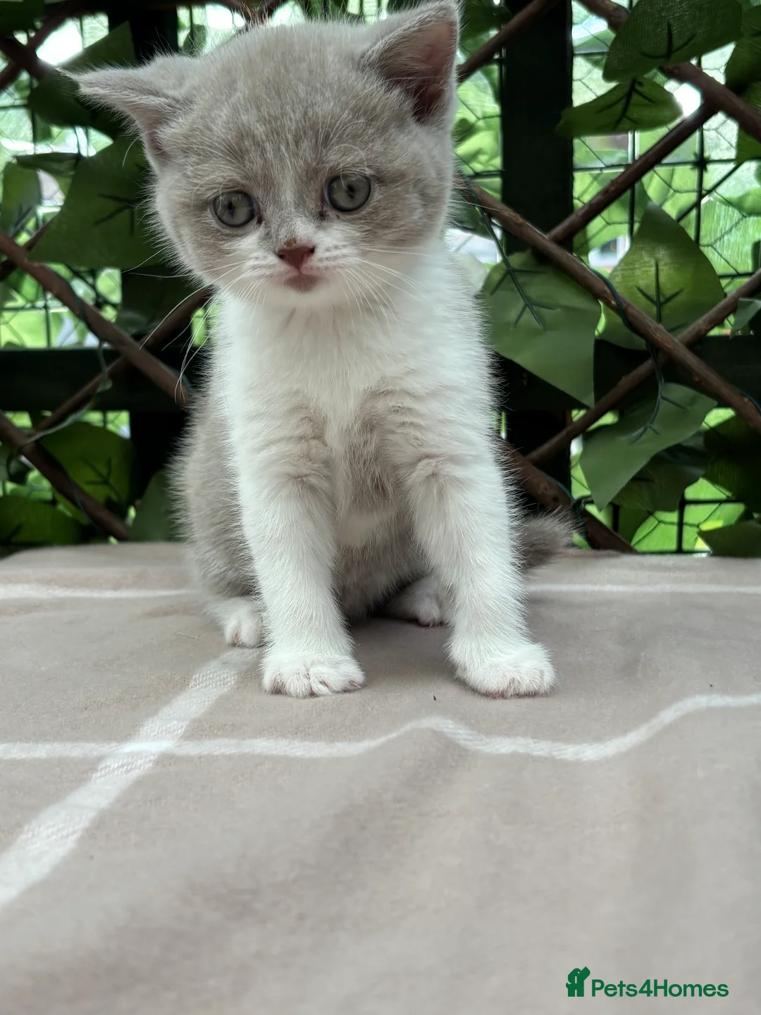 British Shorthair cats for sale: Lilac bi British shorthairs  - Advert 2