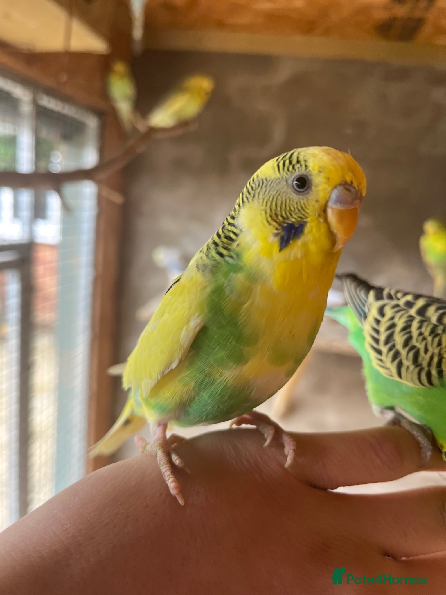 Budgerigars birds Beautiful budgerigar looking for a companion  - Advert 14