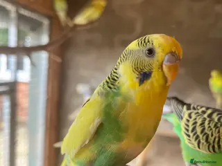 Budgerigars birds Beautiful budgerigar looking for a companion - Advert 14