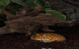Frog reptiles for sale: Cute Strawberry Pac-Man frog  - Image 11
