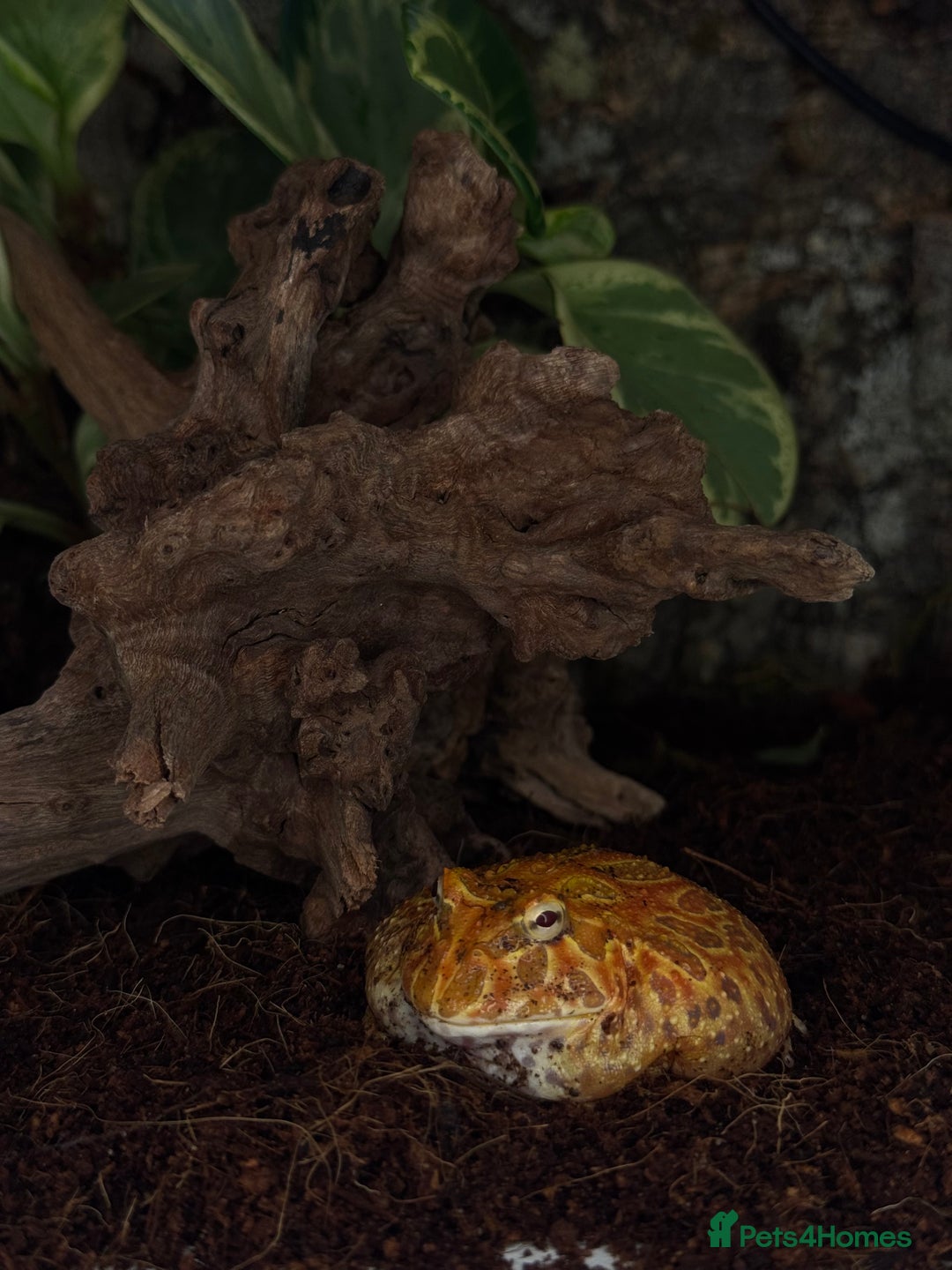 Frog reptiles for sale: Cute Strawberry Pac-Man frog  - Image 11