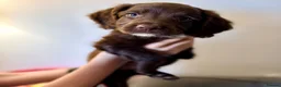 Springador dogs for sale: 15 Week Old Springador Pup  - Advert 8