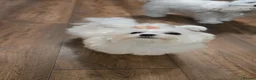 Maltese dogs for sale: Adorable tiny Maltese  - Advert 9