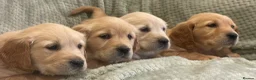 Golden Retriever dogs for sale: Quality Litter Of KC Reg Golden Retriever Puppies  in Faringdon - Advert 4
