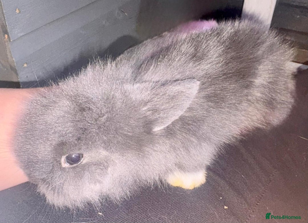 Lionhead rabbits for sale: 4 lionheads available  - Image 3