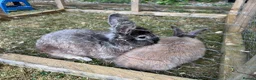 Mixed Breed rabbits for sale: Mixed lion lops  - Advert 3