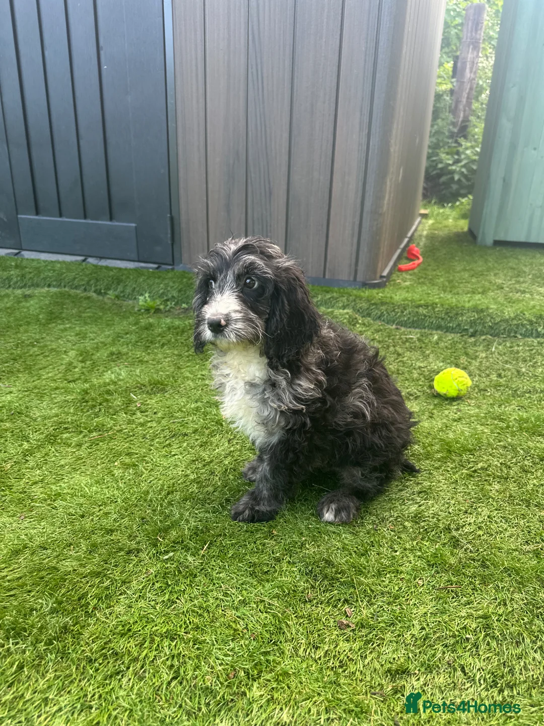 Cockapoo dogs for sale: Fully Vaccinated Merle cockapoos  - Advert 10