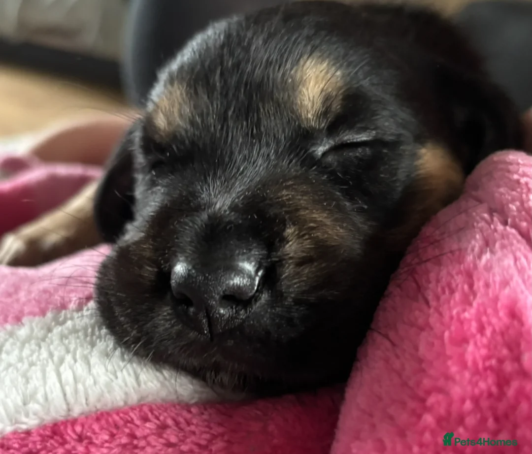 Goldador dogs for sale: Stunning Black Lab/Golden Retriever Puppies - Advert 13