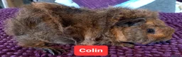 Guinea Pig rodents for sale: Aby type pet boars - Advert 4