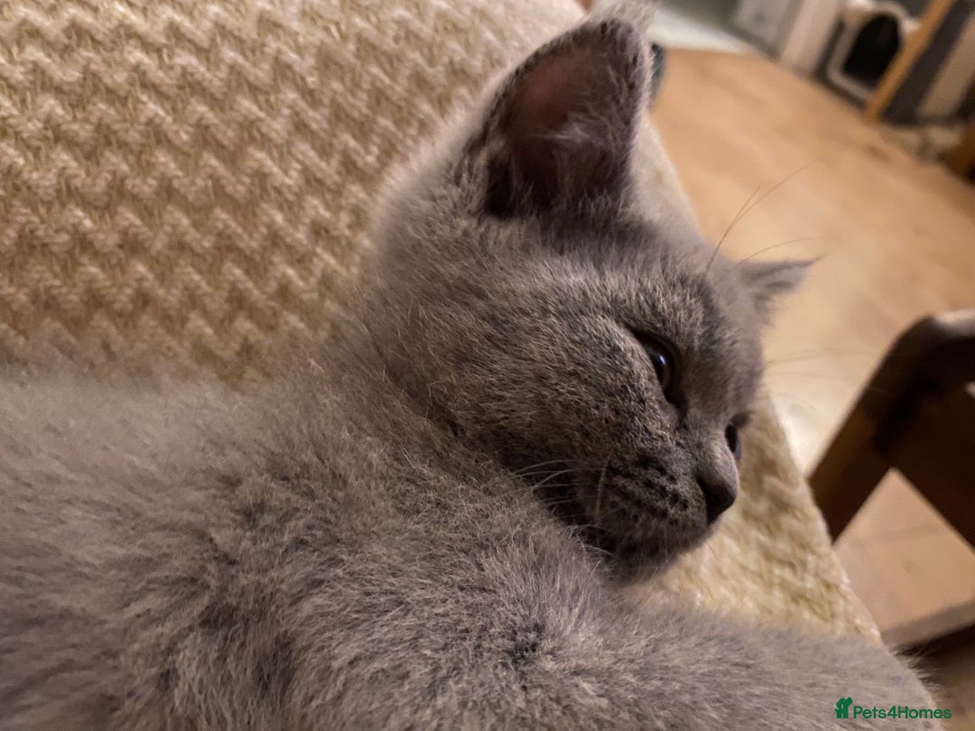 British Longhair cats for sale: 5 stunning British blues  - Image 18