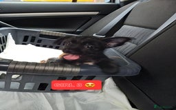 Mixed Breed dogs for sale: 💞ONLY 4 Beautiful Yorkie Russel Puppies Left 💞 - Image 22