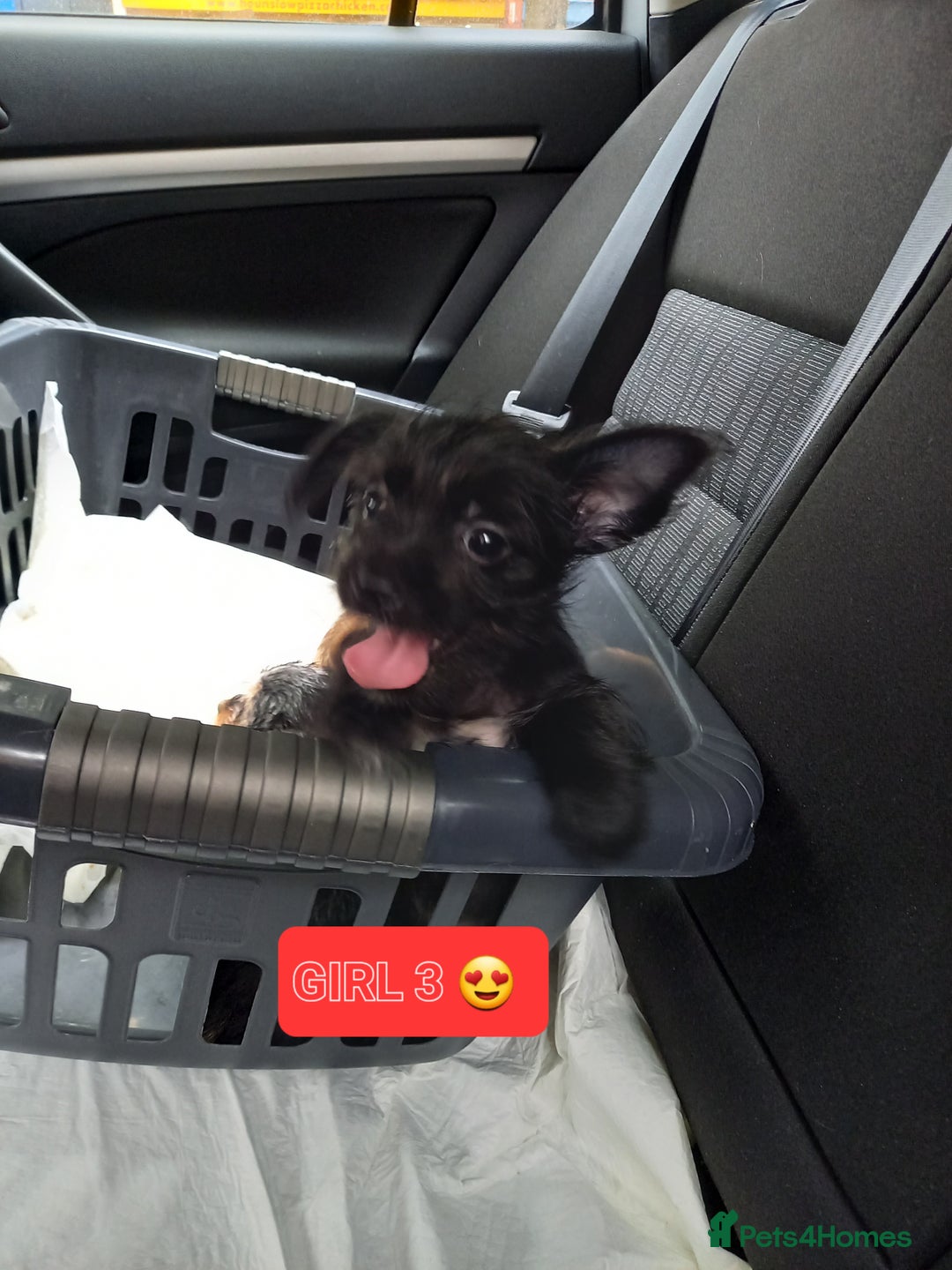 Mixed Breed dogs for sale: 💞ONLY 4 Beautiful Yorkie Russel Puppies Left 💞 - Image 22