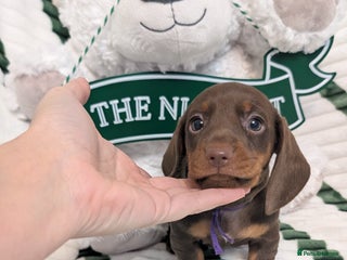 Miniature Dachshund dogs KC Reg miniature smooth hair daschund boy pups - Advert 1