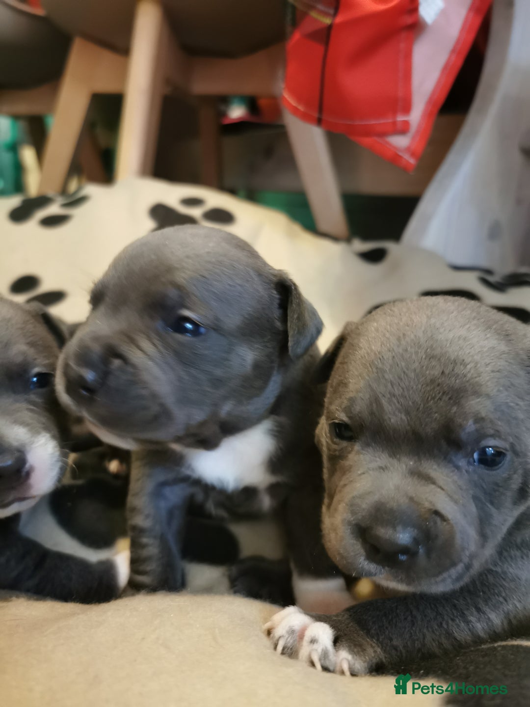 Staffordshire Bull Terrier dogs for sale: Beautiful Staffy's puppies - Advert 10
