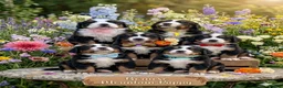 Bernese Mountain Dog dogs for sale: Bernese mountain Puppy  - Advert 4