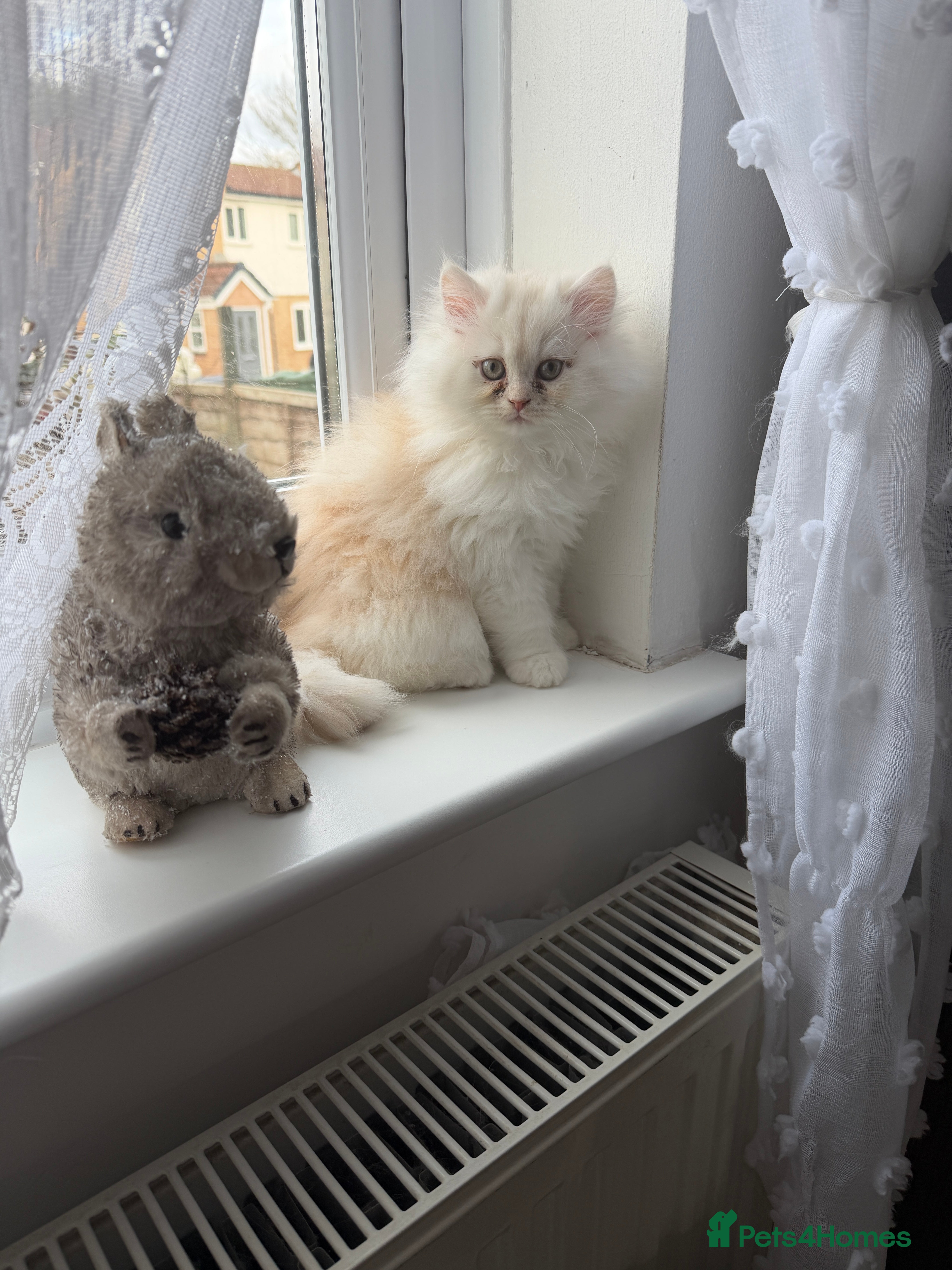 Persian cats Persian kitten, one white and ginger boy - Advert 6