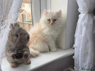 Persian cats Persian kitten, one white and ginger boy - Advert 6