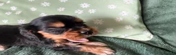 Cockalier dogs for sale: Beautiful, health tested cockalier puppies.  - Advert 6