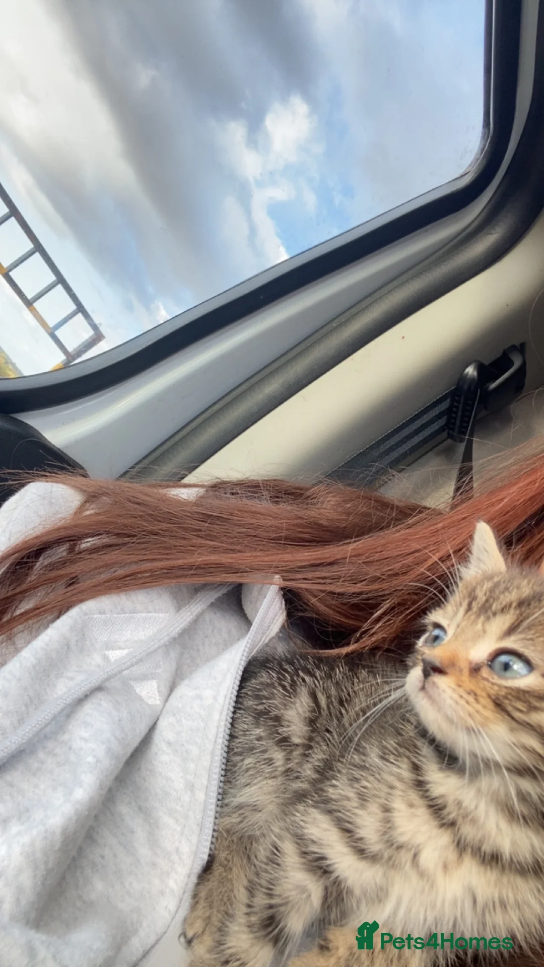 Mixed Breed cats for sale: beautiful tabby kitten - Advert 2