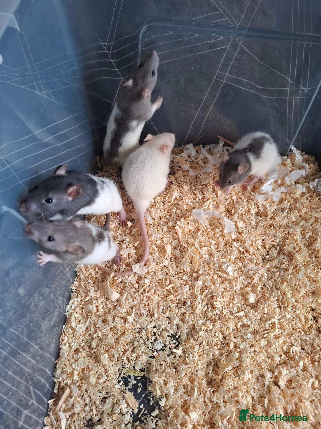 Rat rodents for sale: BABY RATS - Advert 2