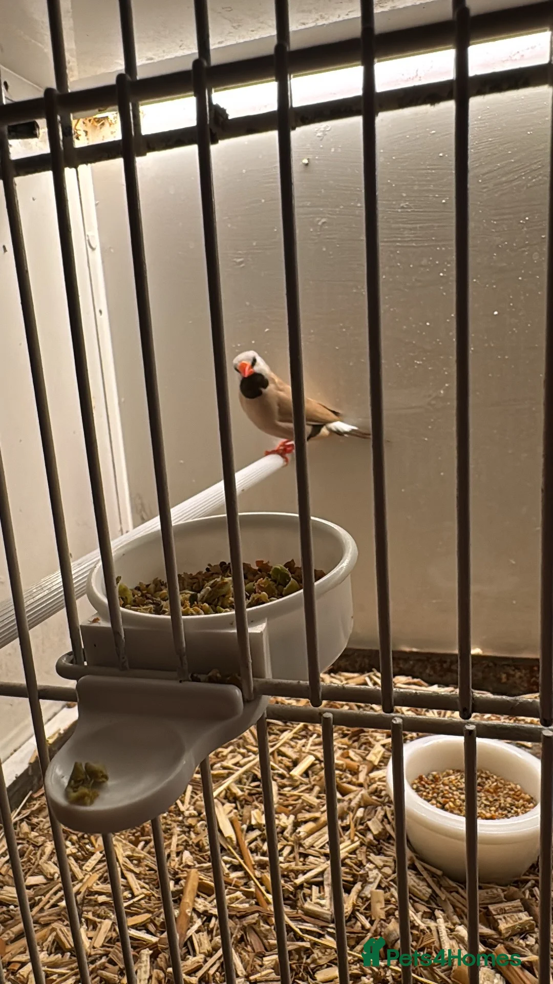 Finches birds for sale: Silver bills, heck’s and Bengalese  - Advert 2