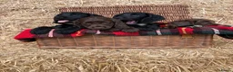 Cocker Spaniel dogs for sale: Working Cocker Spaniel Puppies  - Advert 2