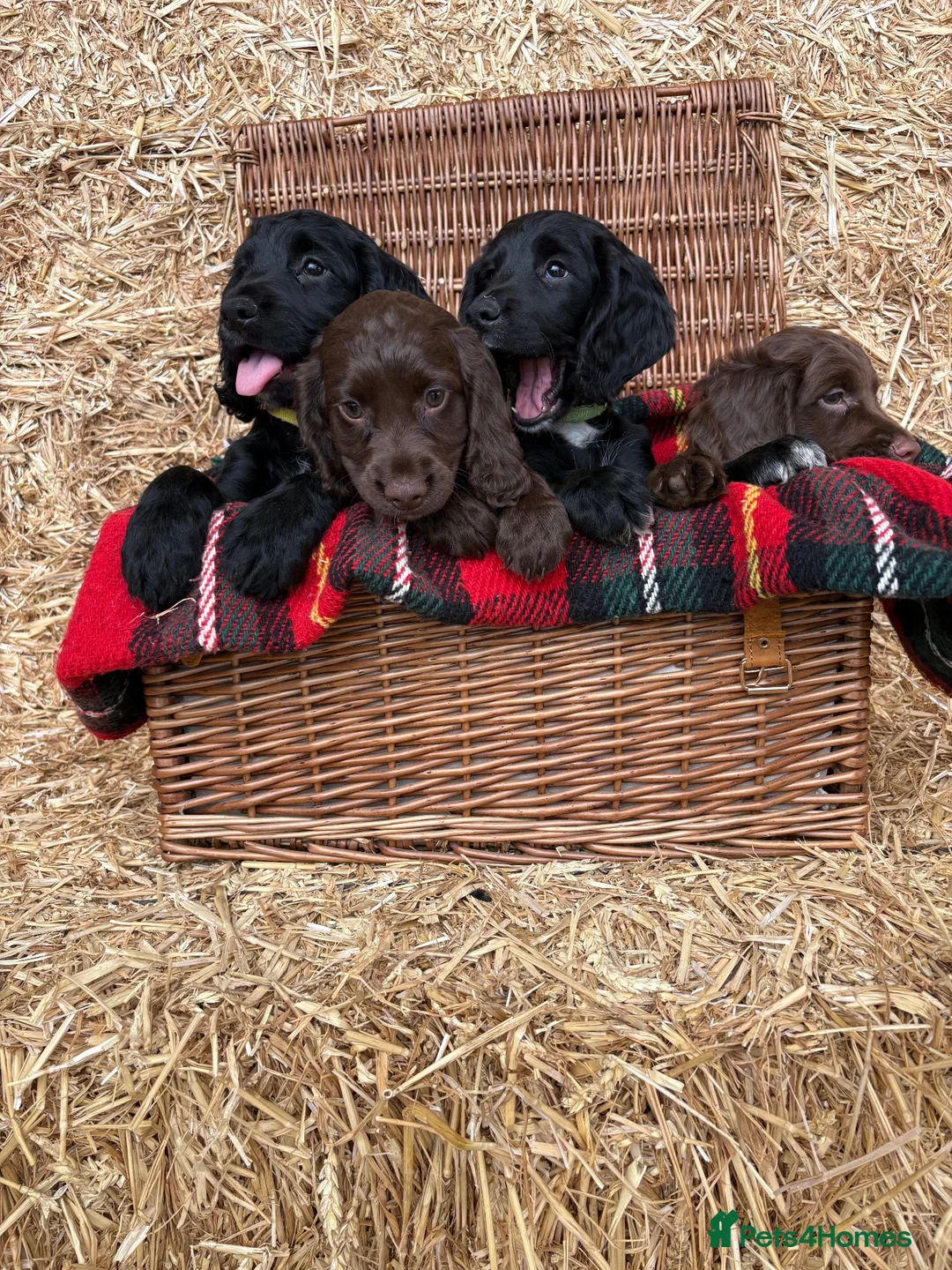 Cocker Spaniel dogs for sale: Working Cocker Spaniel Puppies  - Advert 2