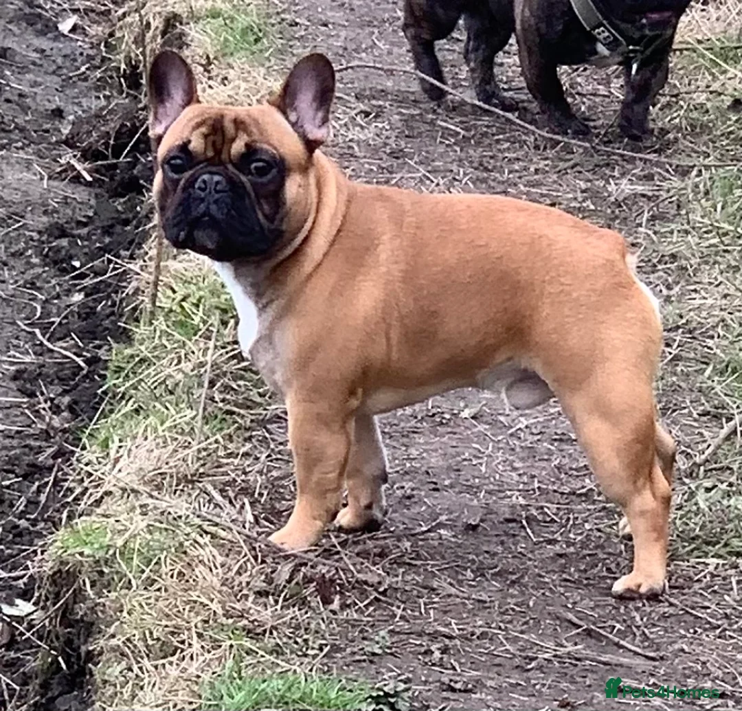 French Bulldog dogs for stud: Mani standard red silver fbce RFG 1  in Edinburgh - Advert 8