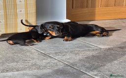 Miniature Dachshund dogs for sale: Miniature dachshunds  - Image 7