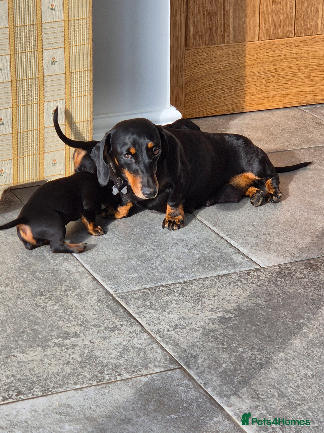Miniature Dachshund dogs for sale: Miniature dachshunds  - Image 7