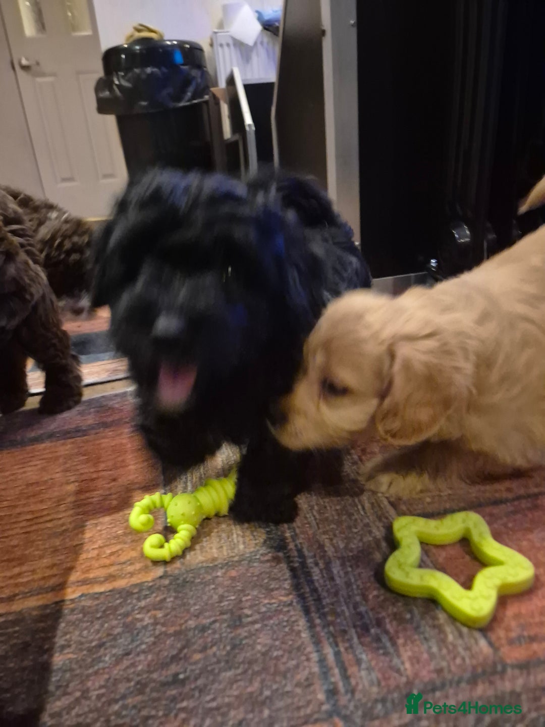 Labradoodle dogs for sale: Stunningly adorable f2b labradoodles! - Advert 4