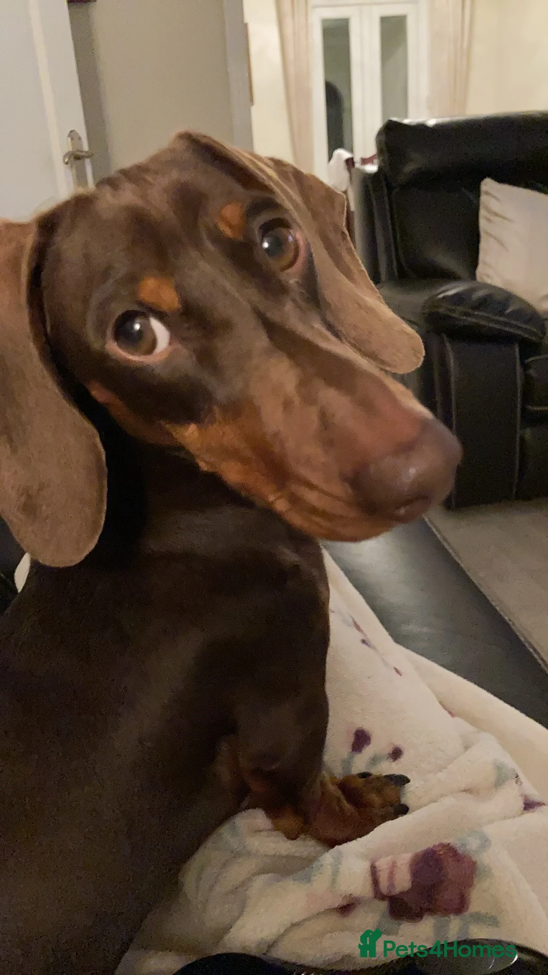 Miniature Dachshund dogs for stud: FOR STUD PROVEN KCreg Choc & tan mini Dachshund in Sunderland - Advert 6