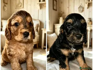 Cockapoo dogs DNA CLEAR,Stunning Cockapoos Ready 18th September - Advert 6