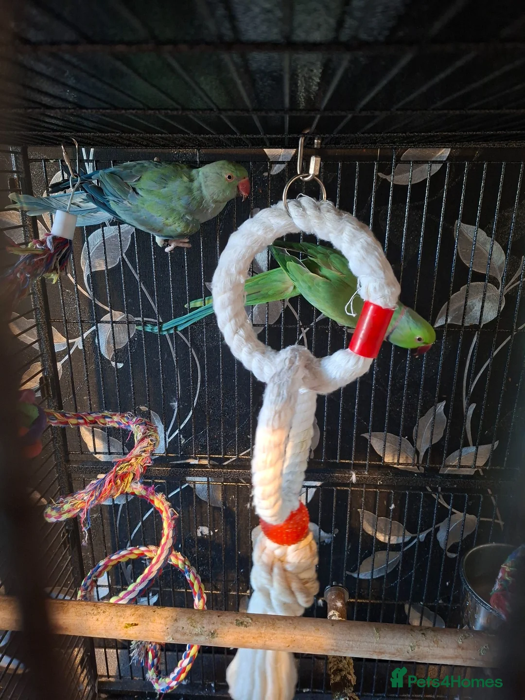 Ringnecks birds for sale: Pair of ringnecks - Advert 10