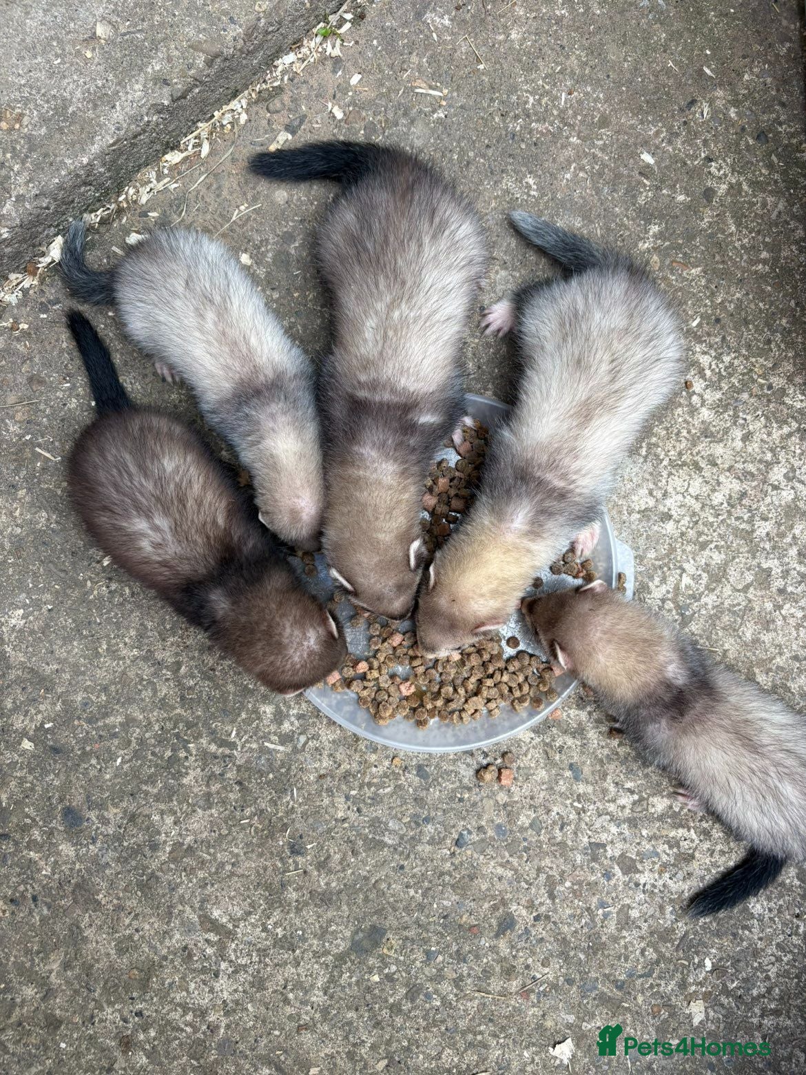Ferret rodents Ferret kits - Advert 1