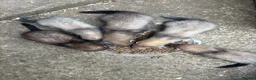 Ferret rodents for sale: Ferret kits - Advert 1